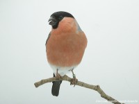 /album/vogels-van-jacques/huvaere-07-jpg/